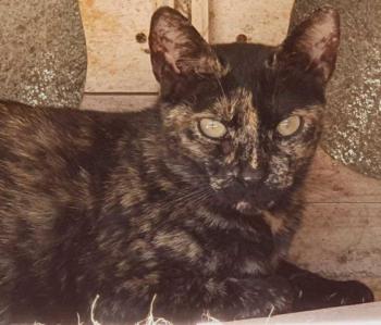 Niara Bild von Niara