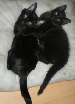 Taz und Peter Bild von Taz