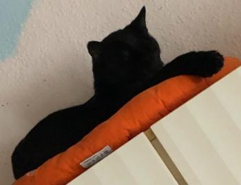 Thyson Bild von Thyson