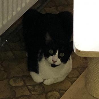 Pamino Bild von Pamino