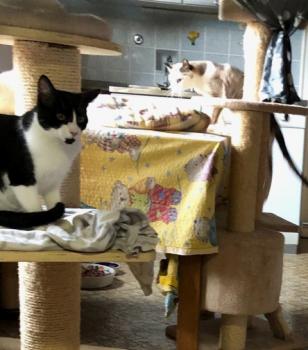 Pamino Bild von Pamino