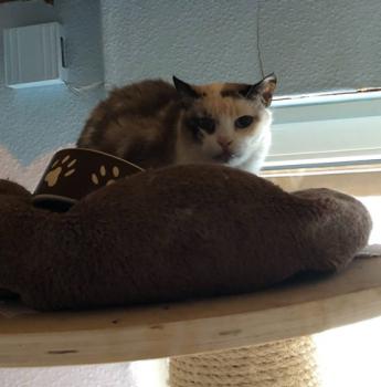 Maus Bild von Maus