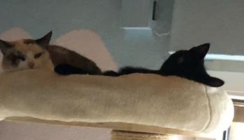 Maus Bild von Maus