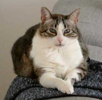 Bild von Sissi