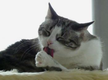 Bild von Sissi