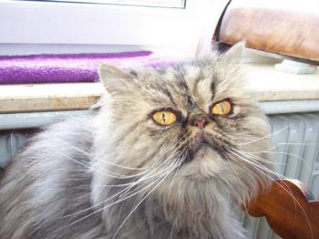 Daphne Bild von Marilyn