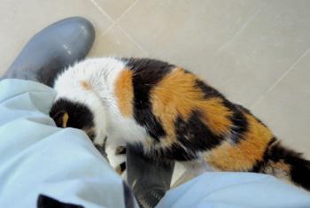 Aurelia Bild von Aurelia
