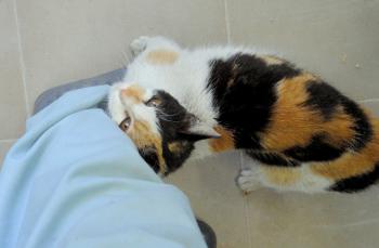 Aurelia Bild von Aurelia