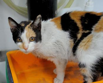 Aurelia Bild von Aurelia