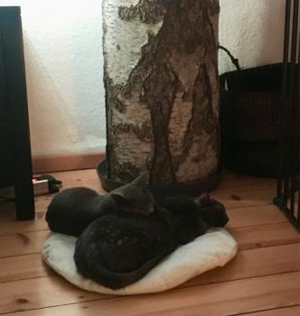 Perla Bild von Perla