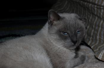 Tatan Bild von Tatan