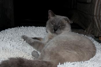 Tatan Bild von Tatan