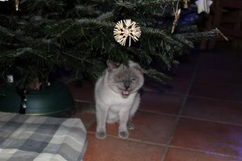 Tatan Bild von Tatan