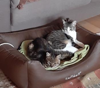 Tino Bild von Tino
