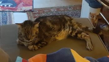 Tino Bild von Tino