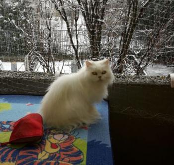 Blanca Bild von Blanca