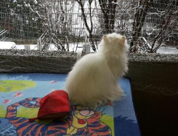 Blanca Bild von Blanca