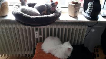 Blanca Bild von Blanca
