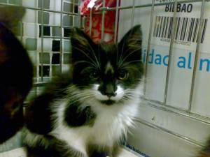 Calixto Bild von Calixto