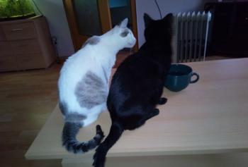 Babush Bild von Babush