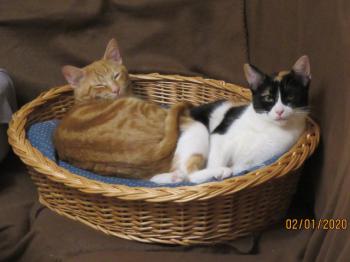 Loulou Bild von Loulou