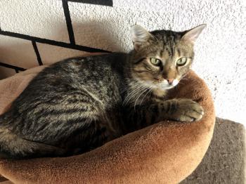 Tistou Bild von Tistou