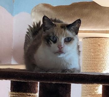 Maus Bild von Maus