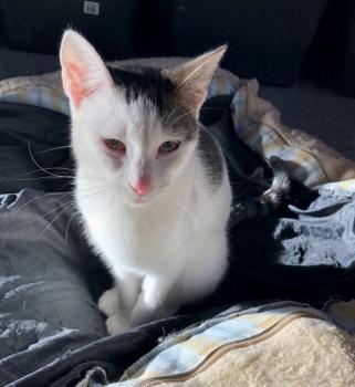 Freia Bild von Freia