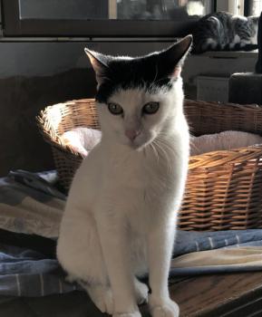 Ringo Bild von Ringo