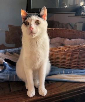 Ringo Bild von Ringo