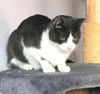 Zafiro Bild von Zafiro