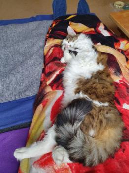 Suzette Bild von Suzette