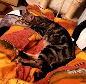 Benji Bild von Benji