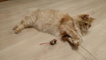 Turron Bild von Turron