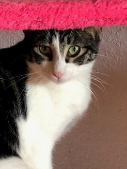 Mushu Bild von Mushu