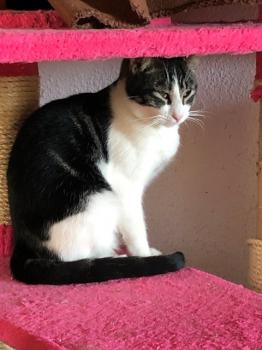 Mushu Bild von Mushu