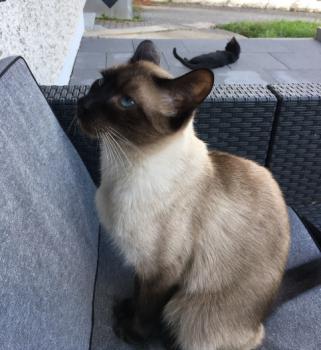 Achilipu Bild von Achilipu