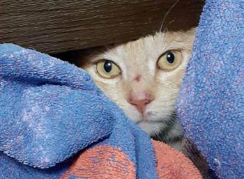 Joselito Bild von Joselito
