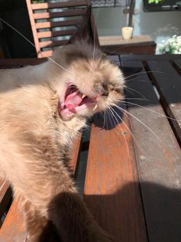 Anuska Bild von Anuska