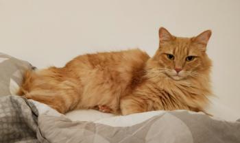 Turron Bild von Turron