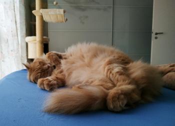Turron Bild von Turron
