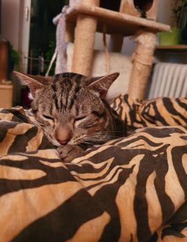 Benji Bild von Benji