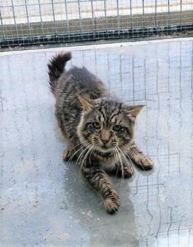 Lince Bild von Lince