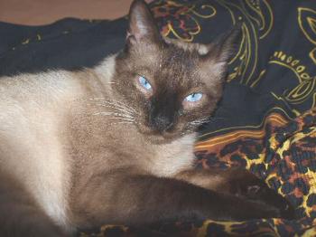 Samael Bild von Samael