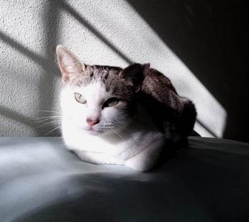 Sisi Bild von Sisi