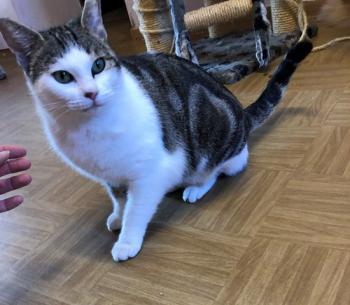 Sisi Bild von Sisi