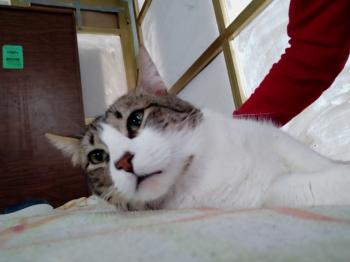 Simba Bild von Simba