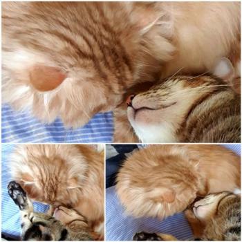 Benji Bild von Benji