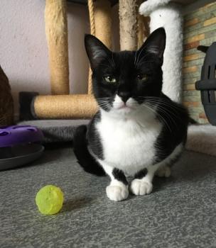 Pao Bild von Pao