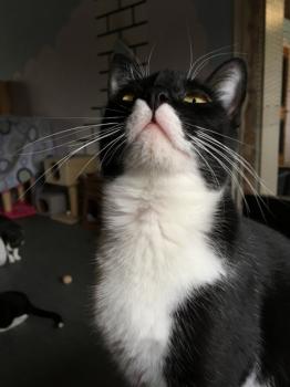Pao Bild von Pao